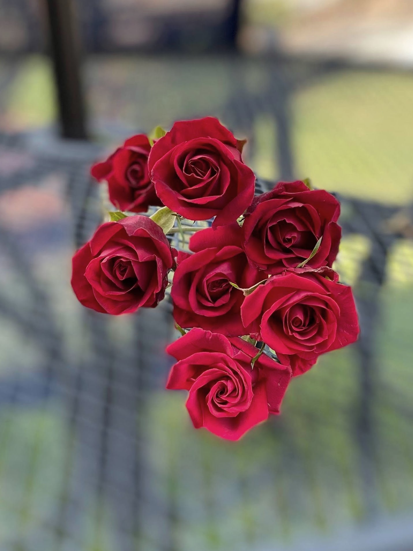Red Spray Roses